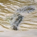 crocodile_american_tar_v_1007_cos1953.jpg